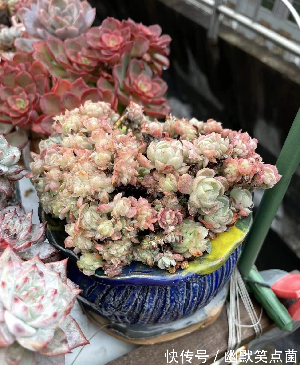 沐寒揽风,看几盆红绿肥瘦,等一春灿烂盛景