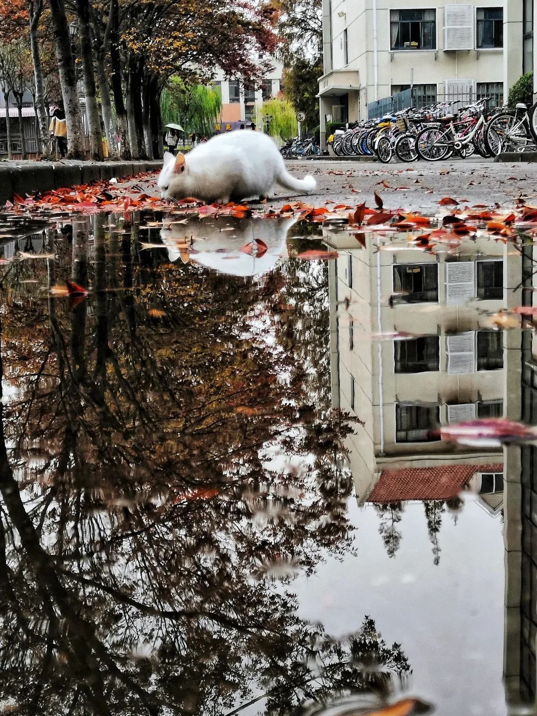 我“雨”最美校园，一起云赏沪上46所高校雨中即景