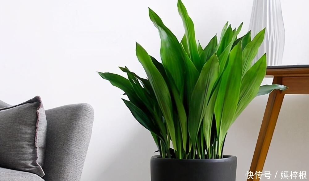 室内养花,10种绿植比花好看,随你挑