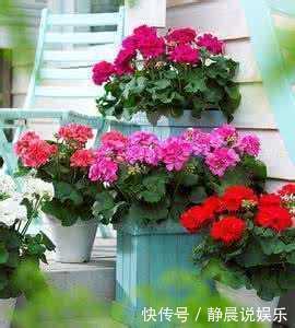 媳妇经常去花店蹭点叶子,没花一分钱,就把花种满了阳台!