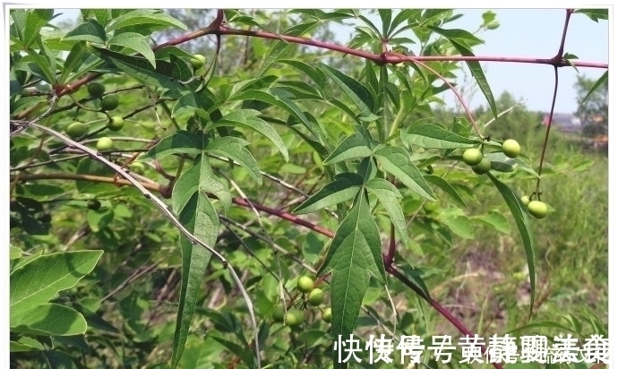 山地瓜|荒山中生长的这种植物，块根硬脆，容易折断，却有生肌敛疮的功效