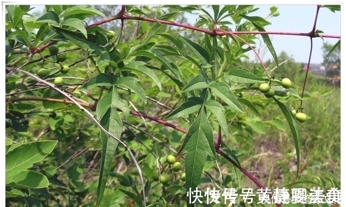 山地瓜|荒山中生长的这种植物,块根硬脆,容易折断,却有生肌敛疮的功效