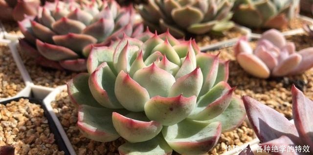 羞红|秋风轻吻,多肉,羞红了脸颊