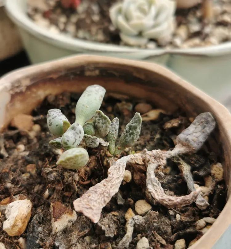 黛比|佛系养肉人生活明朗，多肉可爱，唯适者生存！