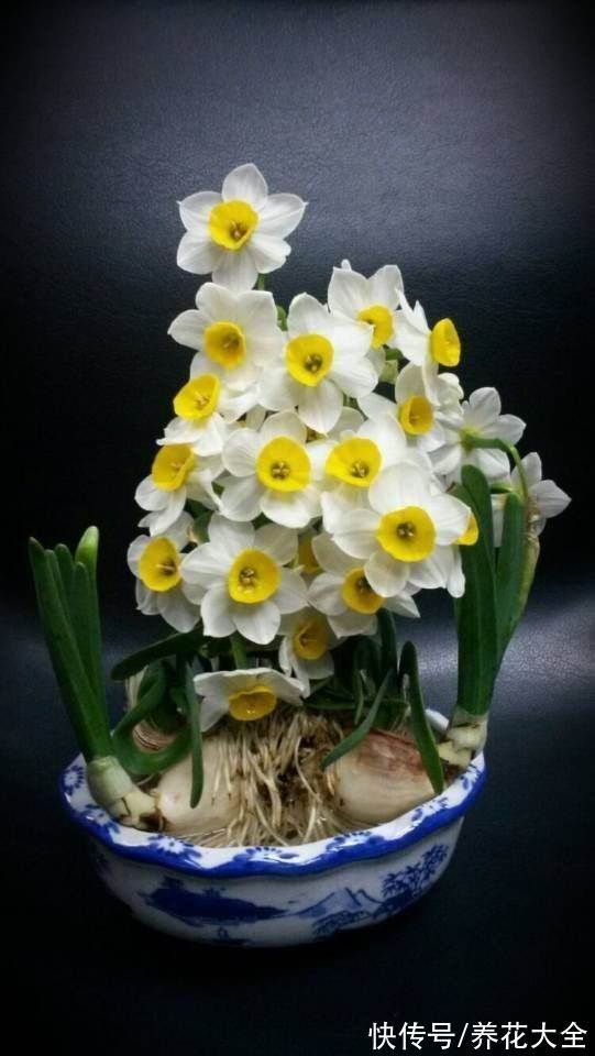 马上过年,这10种年宵花闭眼入,不会踩雷