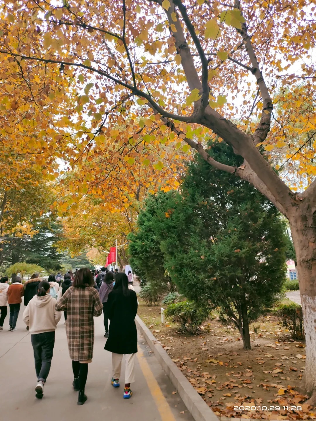  师院|木叶纷纷落 满身都是秋 | 让我们一起点亮师院的秋天吧