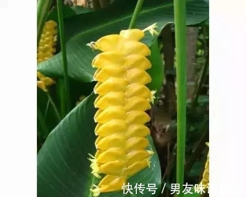 奇花、奇花、奇花、罕见奇花,赶快打开欣赏吧