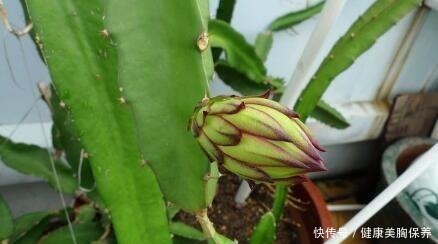 吃水果时,籽别扔,一个一个摆盆里,15天就发芽,养好了能结果!