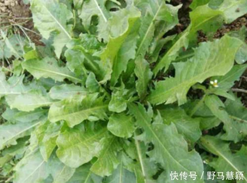 雪里红|女人有妇科炎症多吃4种菜,有助于养子宫,帮助预防炎症