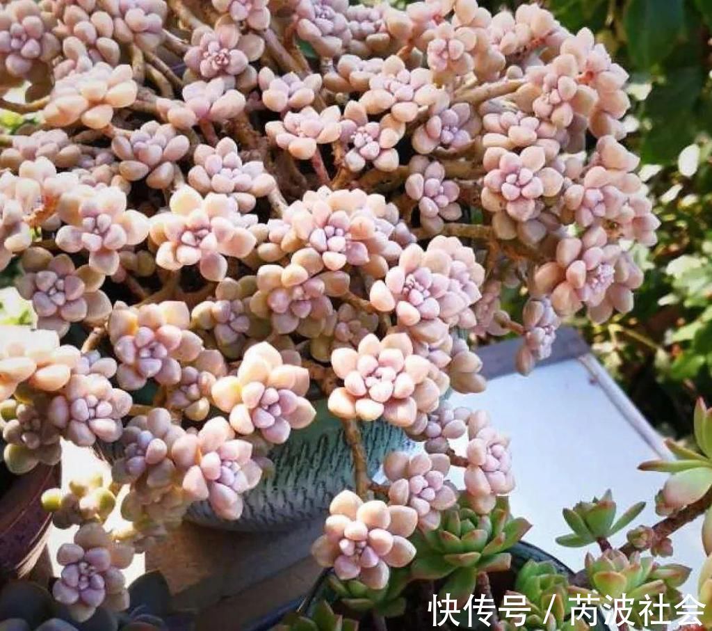 寒潮过后，多肉美出天际，颜色鲜艳明亮，真馋人！