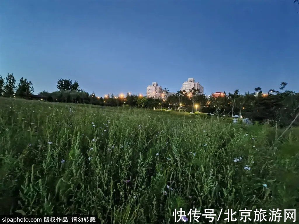 花海|初秋美景惹人醉，北京这些公园连名字都充满诗情画意~秋季还有烂漫粉黛花海，必须安排一下~