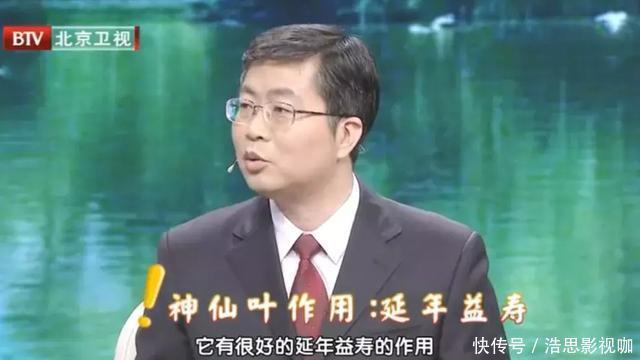 它被誉为“神仙叶”,每天一把泡水喝,三高慢慢降下来,益寿延年