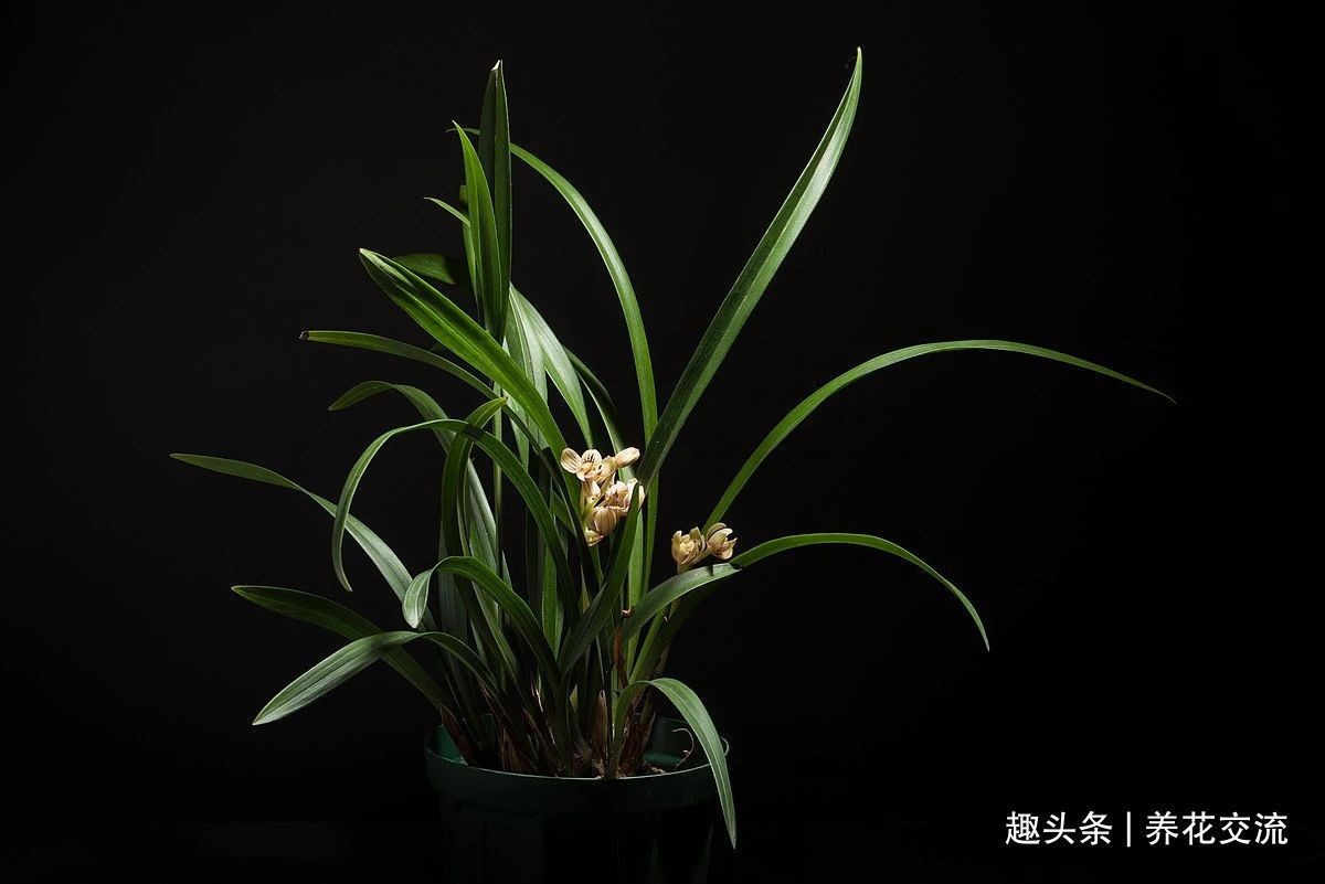 兰花五大家,春兰、蕙兰、建兰、墨兰和寒兰咋养,养护指南看这里