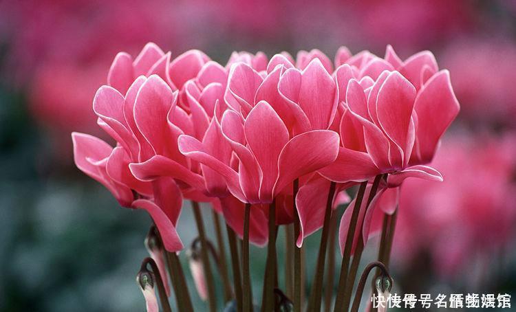 寓意|几种花养家里，开花漂亮寓意好，一开就是300天，美爆家园拦不住