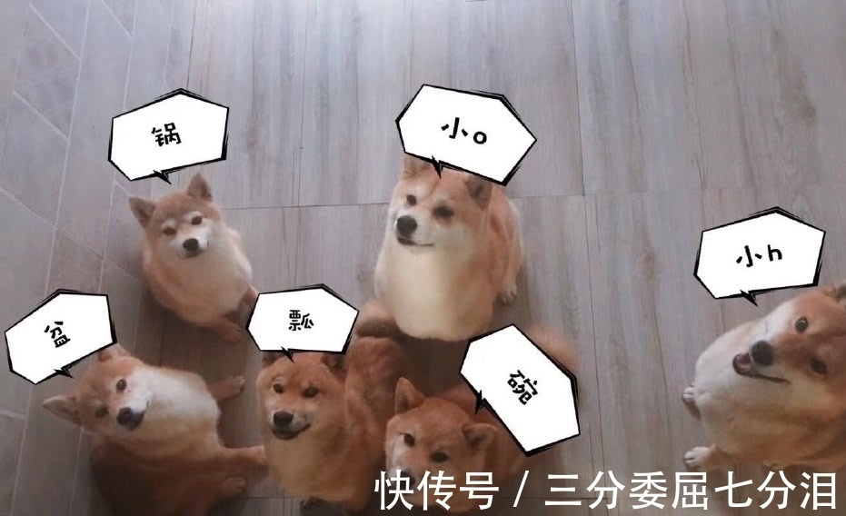 《向往的生活》路透，何炅黃磊彭昱暢進村，四位“新成員”引矚目