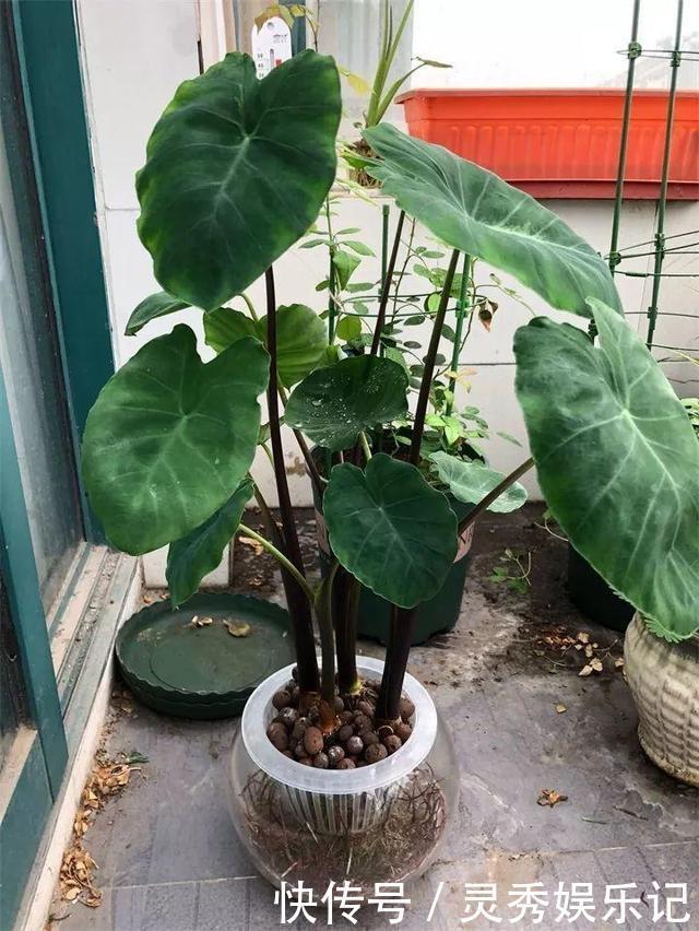 一节山药插水里,疯狂长藤“冒金豆”,赚大了!