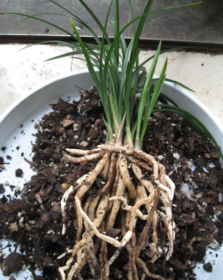 兰花上盆前有“三洗”,老手熟门熟路,新手听着有点懵