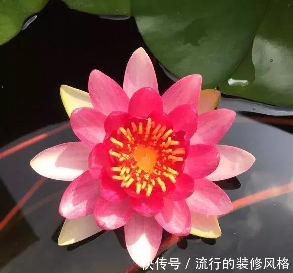 花盆还在买？一找一大堆，1毛钱不花，比买的花盆还要好
