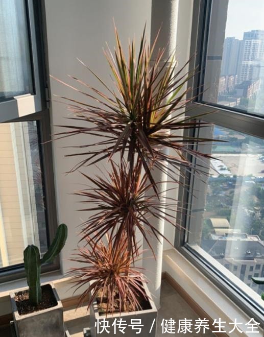 9种大型绿植,耐阴怕晒,放在室内养得好!9种大型绿植,耐阴怕晒,放在室内养得好!