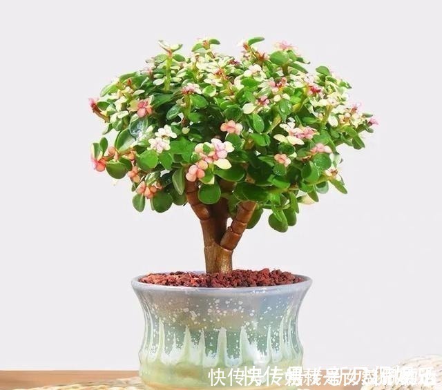 养花有“六戒”、“五忌”,难怪你的花总养不好,原来是犯了忌讳!