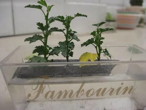 别养绿萝吊兰了,3种花剪根枝,插水里能活,开花一大片!