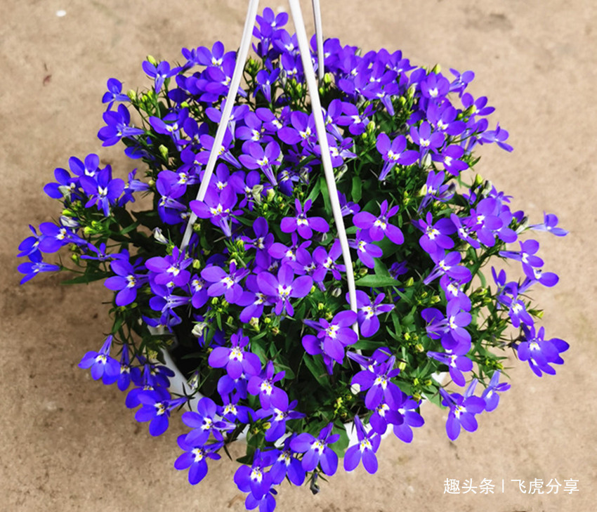 五款花卉中的开花战斗机，不需怎么照顾，也能开爆盆，美如仙