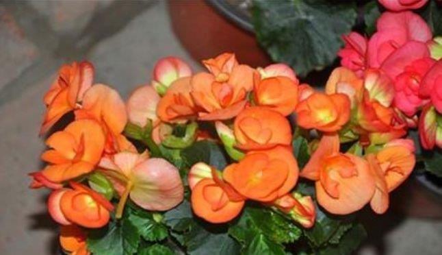 几种花,开花漂亮又好养,颜色丰富,给你一片花海!