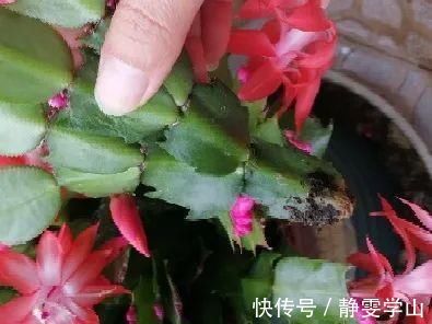 叶子|养护蟹爪兰,要注意8个要点,才能开出仙气飘飘花