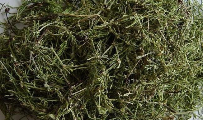 老中医|农民眼里的“缺德草”,却是老中医最喜欢的止血草,了解一下