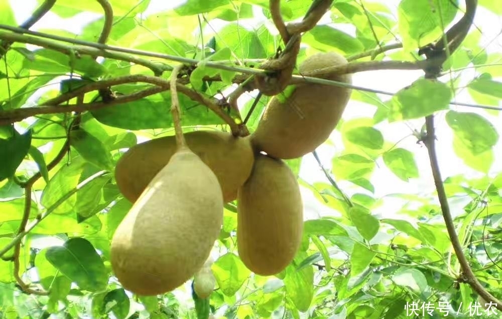 野果|在农村发现这种野果,香甜可口,从来没有见过,有人知道是什么吗