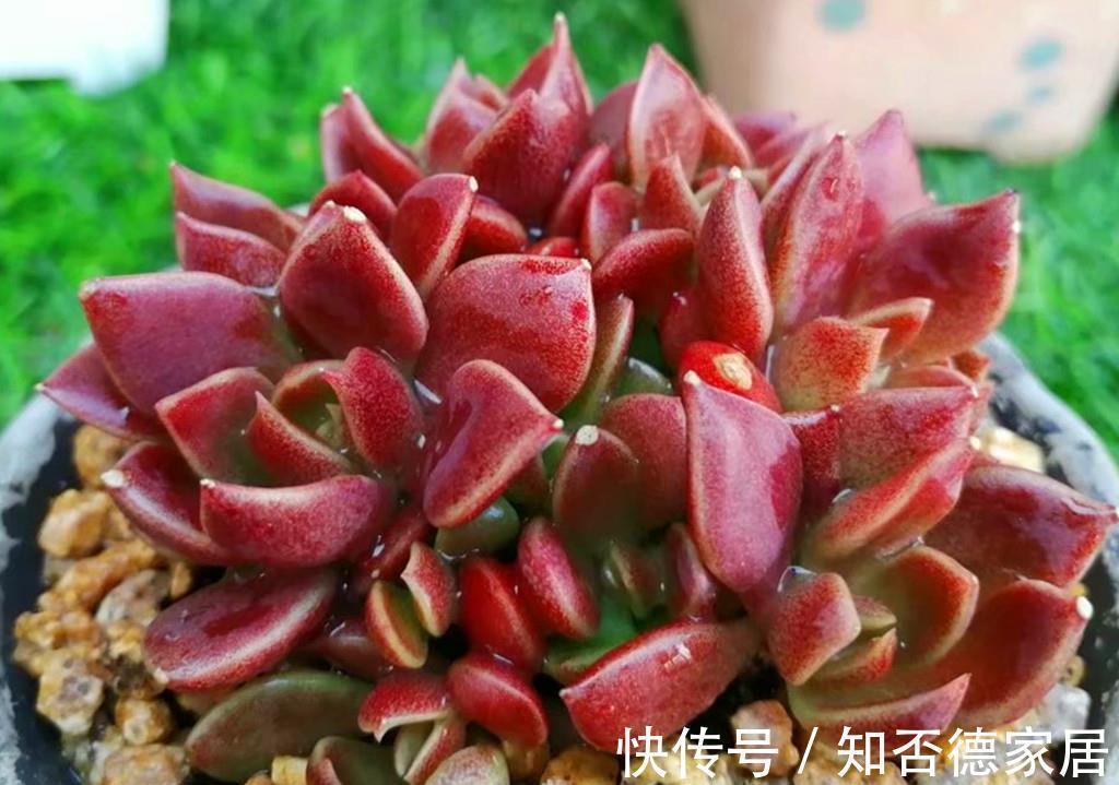 多肉中永远的神之一因地卡,生长快爱爆头,想要养死有难度