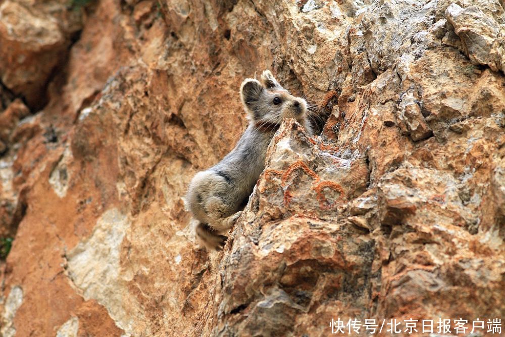 物种|比大熊猫还珍稀，伊犁鼠兔让他30多年踏遍天山