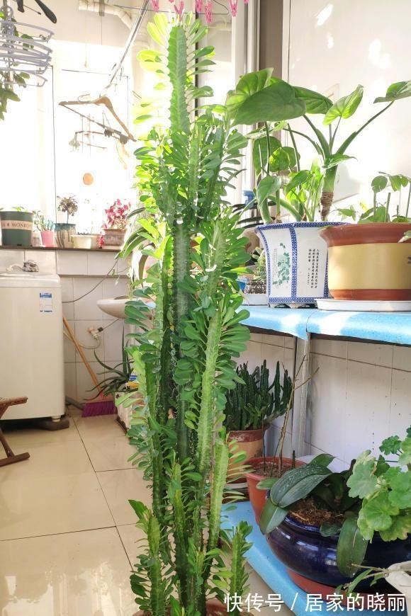 越漂亮的花越“有毒”！快来认识这12种大毒花，涨“知识”不吃亏