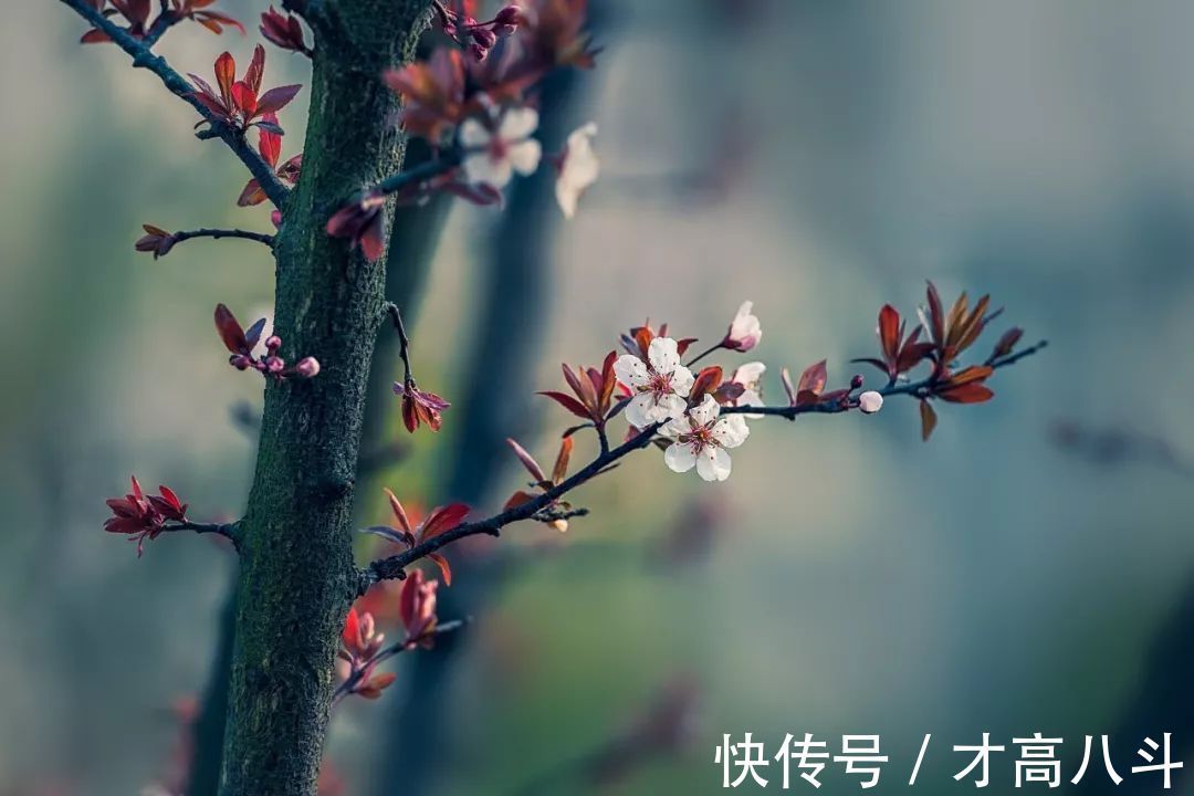 蓦然回首#宋词里的人生真谛:抱一份深情,活一份通透