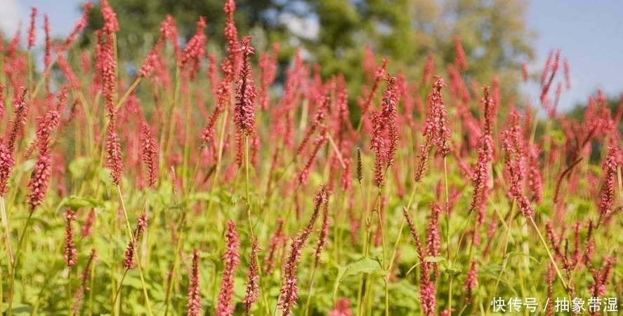這種農村的植物是80后的記憶,有利尿、抗腫瘤、抑菌的功效!