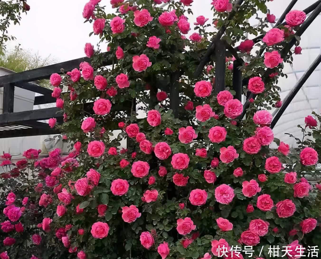 藤花|如果你爱养花，建议养点爬藤花，让院子美成花海