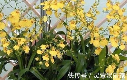 家种文心兰高贵又典雅，香气浓郁，皮实好养，关键是花期长达30天