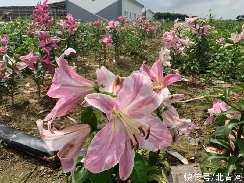 花博会|花博会闭幕！上海一对夫妻“刷”了8次：真的目不暇接！感觉80次都不够