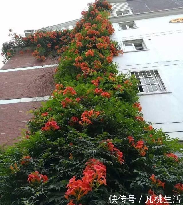 阳台空地别浪费，此花比绿萝还好养，开花160天，非常美