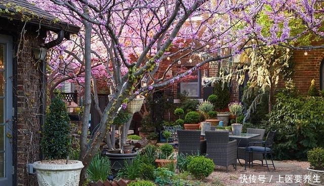 这7种树最能出效果,一旦花开就是人间仙境,花期最长可达半年!