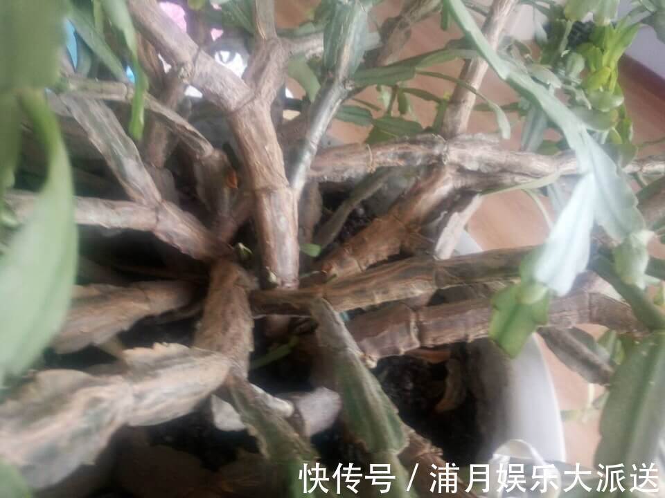 夏天|到了夏天,蟹爪兰叶子“耷拉、断裂”,没有放对位置,赶紧搬