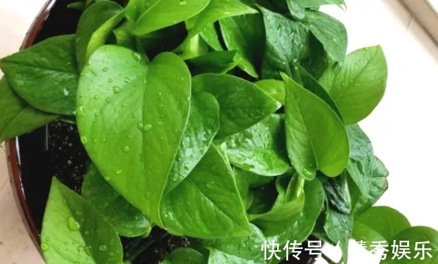 还在用清水浇绿萝别傻了，绿萝是个“大酒鬼”，一小勺就爆盆！