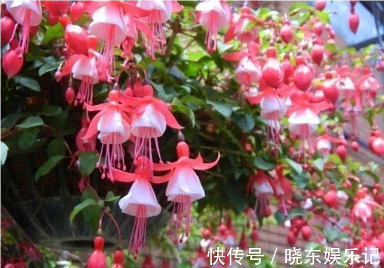 阳台养几款花,花开枝繁叶茂,一开花就停不下来