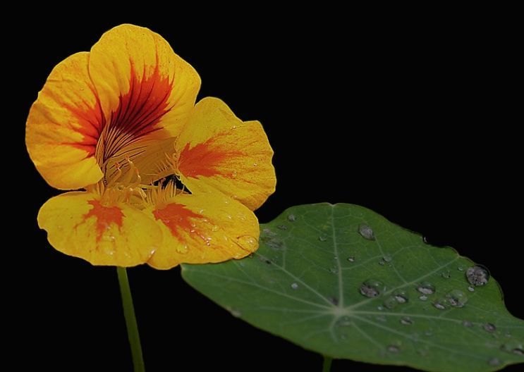 养花，不妨养这款花，人人都喜欢，一养就上瘾