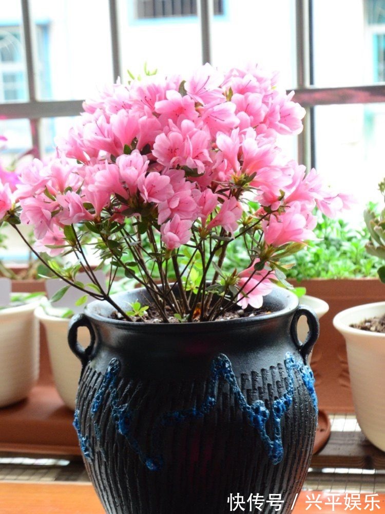 最值得入手的杜鹃花,栽培容易,花色超美,三季开花,是盆栽佳品