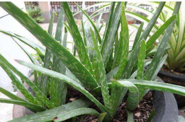 常春藤|4种花很耐养,沾土就能活,不仅能净化空气,还能旺财镇宅好