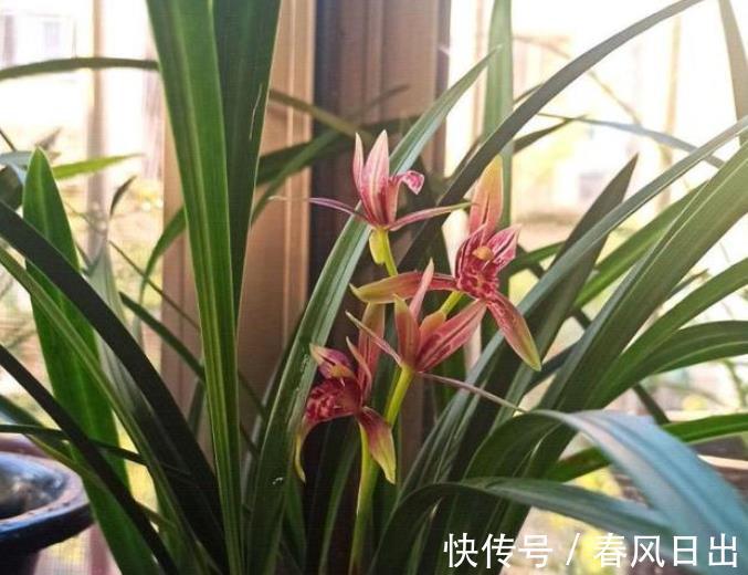 秋天养兰花，教你几个小技巧，快速服盆生根快，长出许多新芽