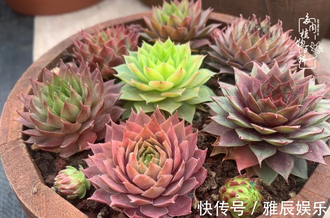 框子|这多肉拼盘这么仙!如何制作达人手把手教你制作长生草拼盘!