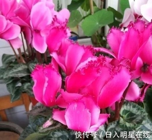 月季|这5种花,不要钱也不能养,全都有毒,养了后悔都来不及