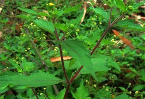 农村长|农村长的“粘糊菜”,专治风湿关节炎,多数人都不了解
